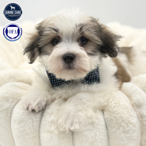 [#2598-04]  - Sable / White M Coton de Tulear Puppies for Sale