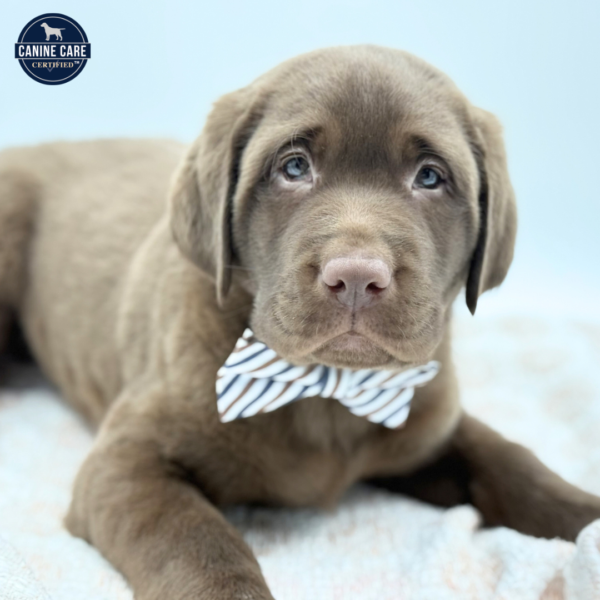 [#2657-03]  - Chocolate M Labrador Retriever Puppies for Sale