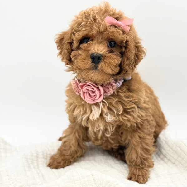 [#2599-04]  - Red F Poodle Mini Puppies for Sale
