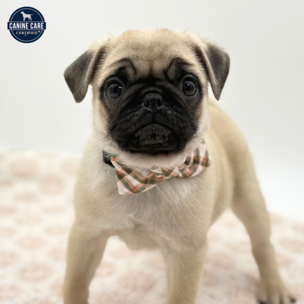 [#253490-02]  - Fawn M Pug Puppies for Sale