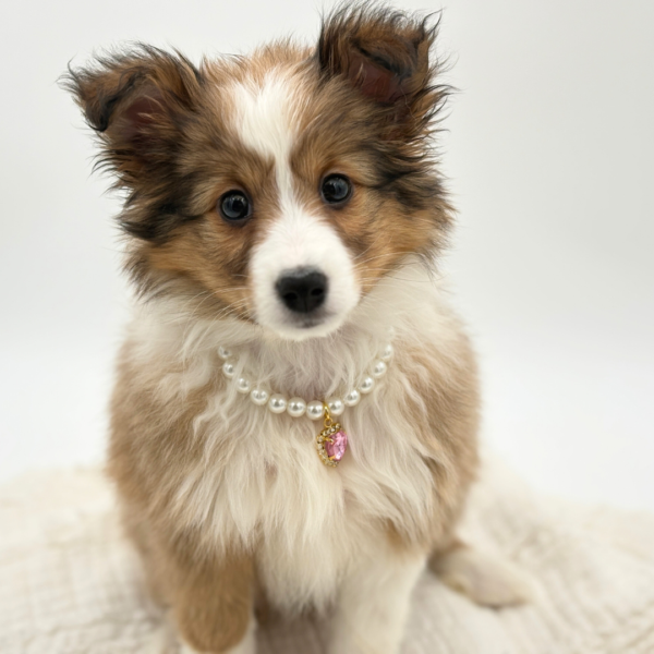 [#253737-02]  - Cream / Tan F Shetland Sheepdog Puppies for Sale