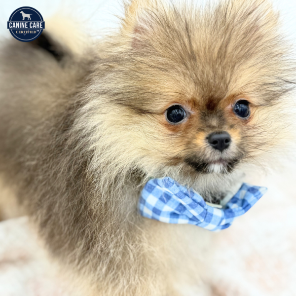 [#26133-01]  - Dark Sable M Pomeranian Puppies for Sale
