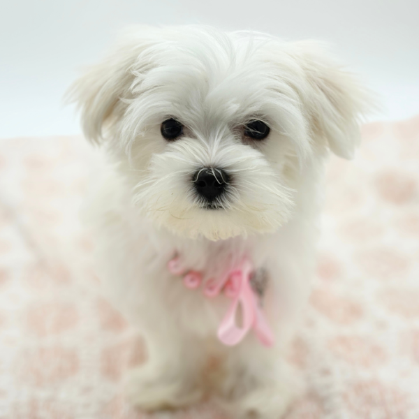 [#26276-03]  - White F Maltese Puppies for Sale