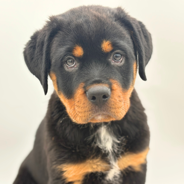 [#26680-03]  - Black / Tan F Rottweiler Puppies for Sale