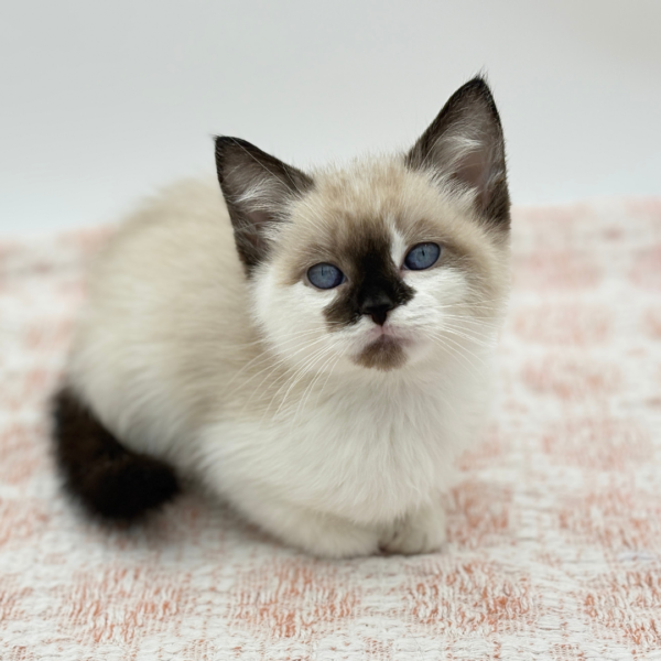 [#992000004419374]  - Bi Color Female Siamese Cat