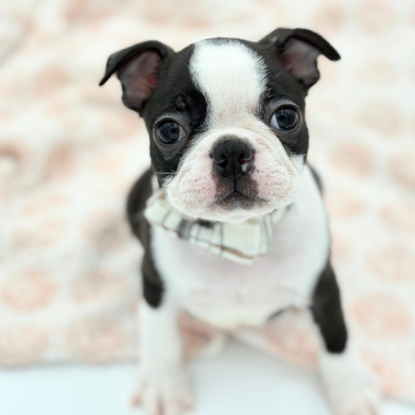 [#26312-03]  - Black / White M Boston Terrier Puppies for Sale