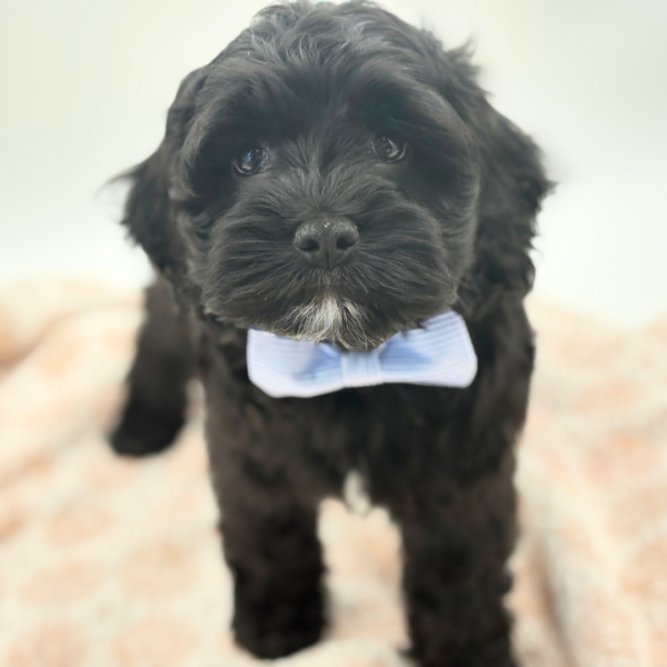 [#26241-01]  - Black M Cock A Poo Puppies for Sale