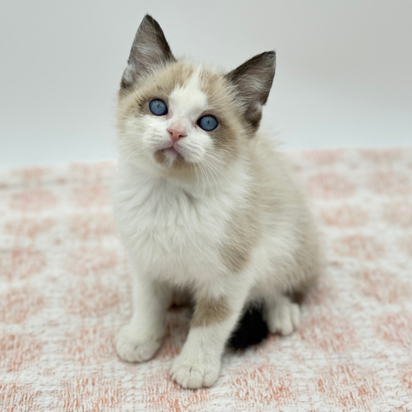 [#992000004419374]  - Bi Color Female Siamese Cat