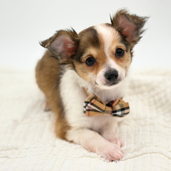 [#253559-02]  - Sable / White M Chihuahua Puppies for Sale