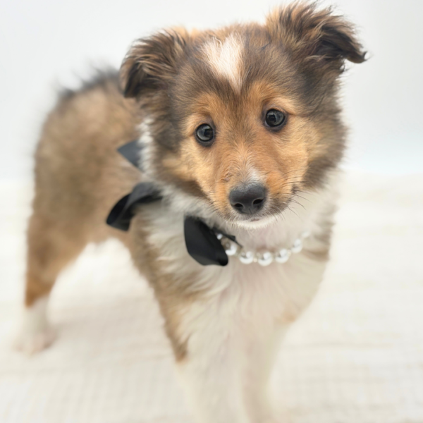 [#26336-06]  - Cream / Tan F Shetland Sheepdog Puppies for Sale