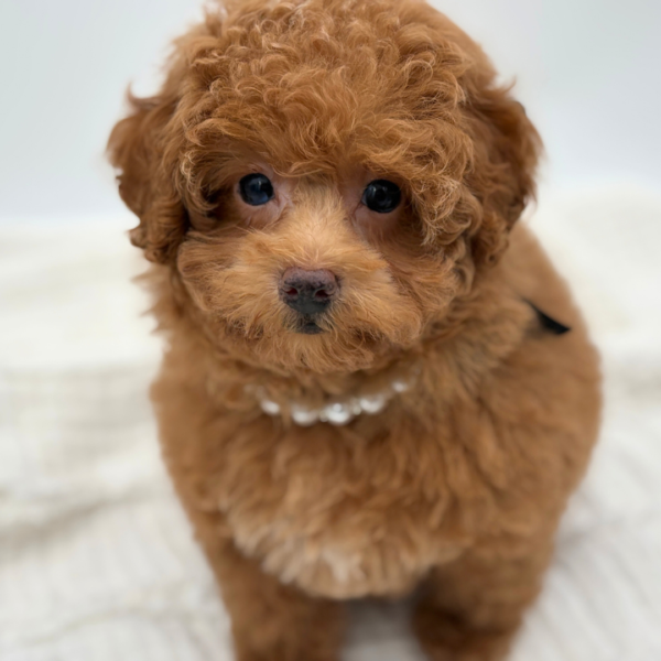 [#26132-01]  - Red F Poodle Mini Puppies for Sale