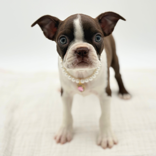 [#26612-04]  - Red / White F Boston Terrier Puppies for Sale