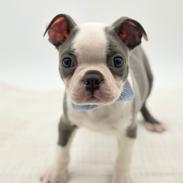 [#26532-02]  - Blue / White M Boston Terrier Puppies for Sale