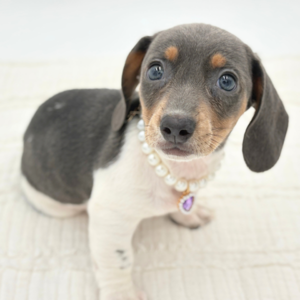 [#26225-02]  - Blue / White F Dachshund Puppies for Sale