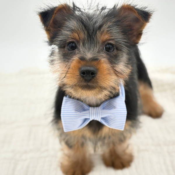 [#26280-03]  - Black / Tan M Silky Terrier Puppies for Sale