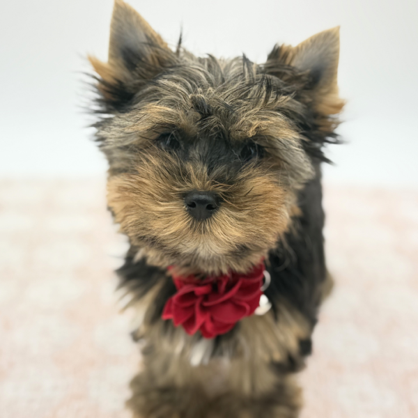 [#26536-03]  - Black / Tan F Yorkshire Terrier Puppies for Sale