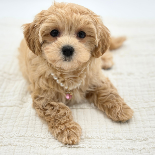 [#26350-03]  - Tan F Maltipoo Puppies for Sale