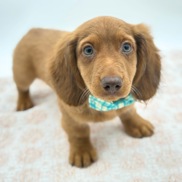 [#26481-03]  - Chocolate M Dachshund Puppies for Sale