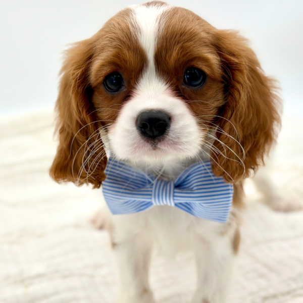 [#26320-03]  - Blenheim M Cavalier King Charles Spaniel Puppies for Sale