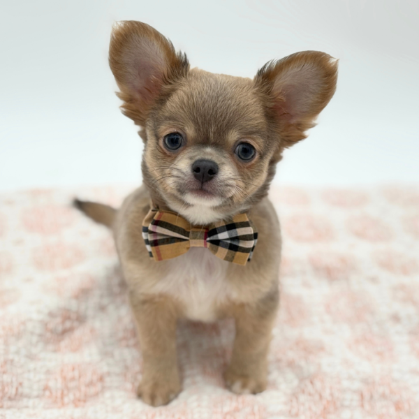 [#26332-04]  - Blue Fawn / White M Chihuahua Puppies for Sale