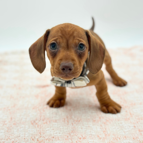 [#26510-01]  - Chocolate / Tan M Dachshund Puppies for Sale