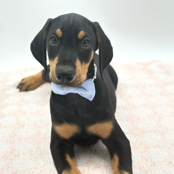 [#26682-02]  - Black M Doberman Pinscher Puppies for Sale