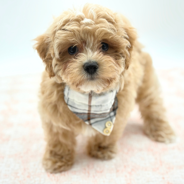 [#26479-03]  - Apricot M Maltipoo Puppies for Sale