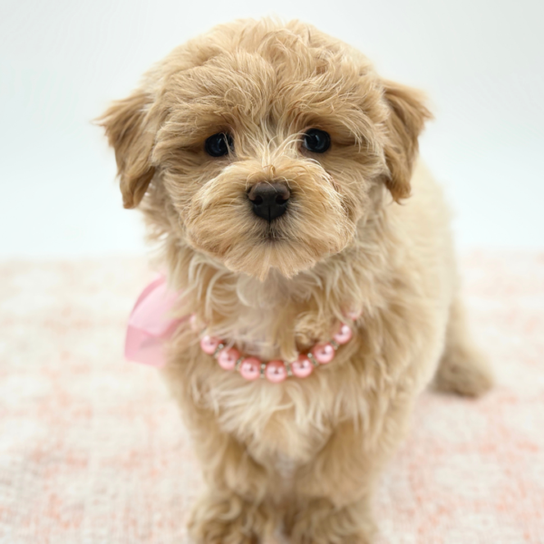 [#26717-02]  - Apricot / White F Maltipoo Puppies for Sale