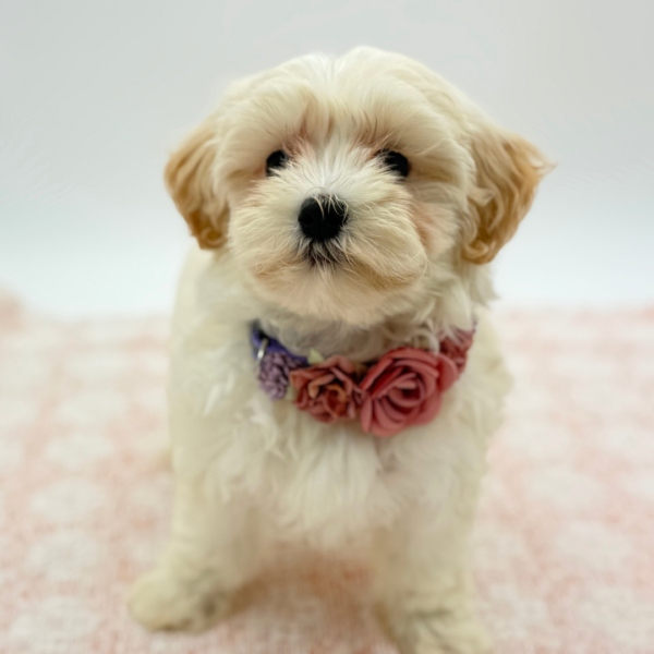 [#90026300759333]  - Cream Female Maltipoo Dog