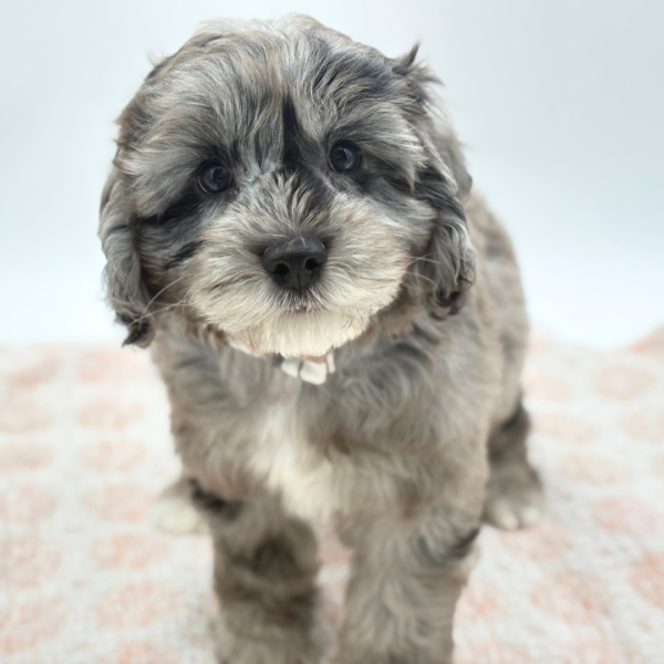 [#26344-01]  - Blue Merle M Cock A Poo 2nd Gen Puppies for Sale