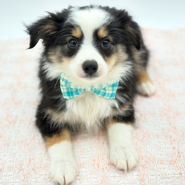[#26692-01]  - Black / White M Miniature Australian Shepherd Puppies for Sale