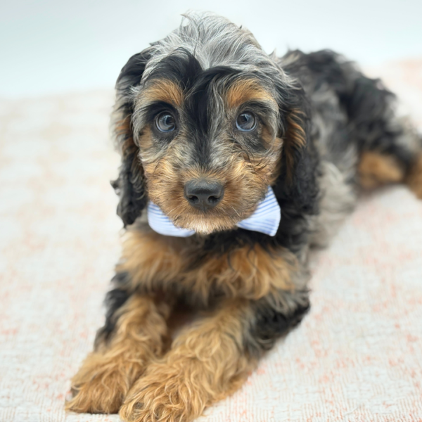 [#26720-01]  - Merle M Cavapoo Puppies for Sale