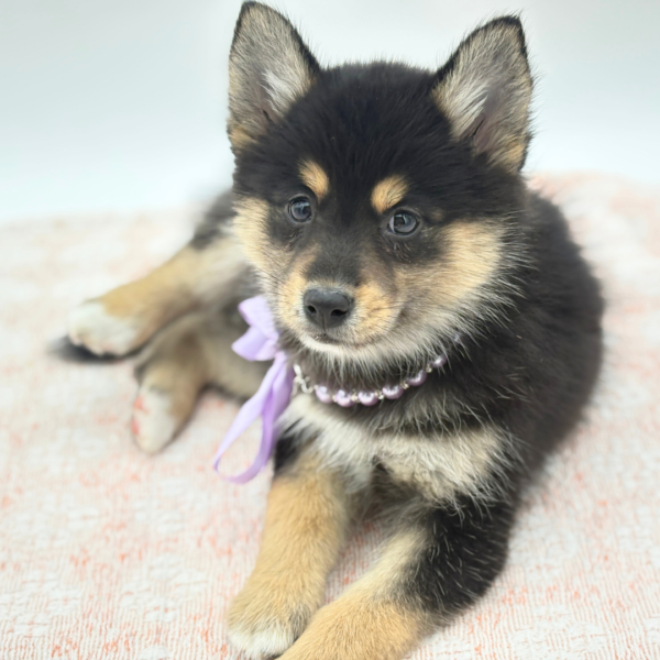 [#26701-04]  - Black F Pomsky 2nd Gen Puppies for Sale