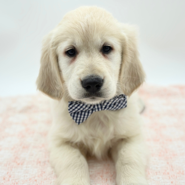 [#26831-01]  - Light Golden M Golden Retriever Puppies for Sale