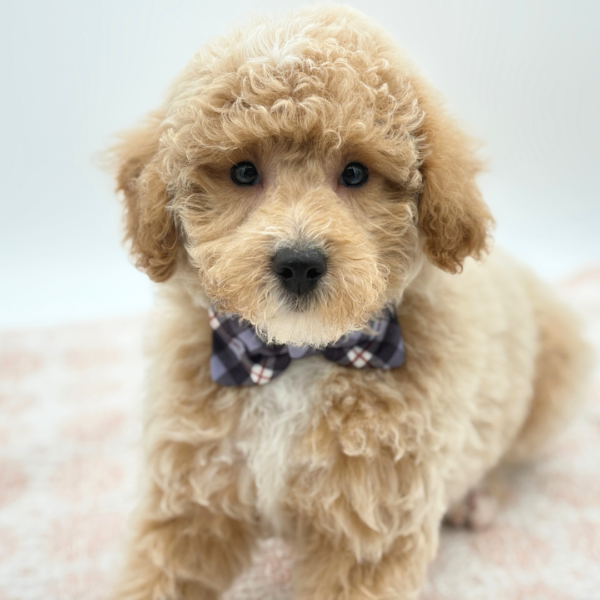 [#26589-02]  - Buff / White M Bichapoo Puppies for Sale