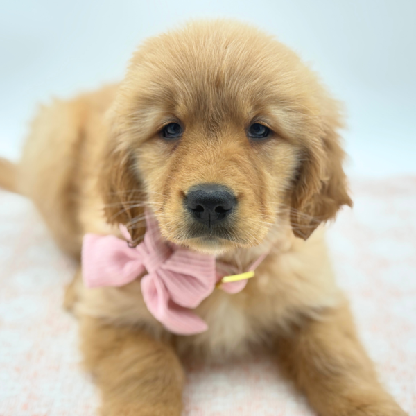 [#26829-04]  - Light Golden F Golden Retriever Puppies for Sale
