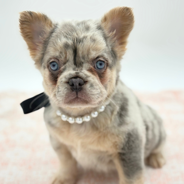 [#26611-04]  - Merle F French Bulldog Puppies for Sale