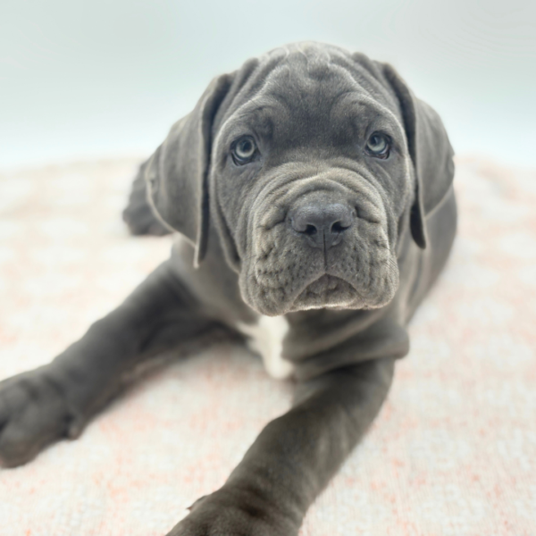[#26853-02]  - Blue M Neapolitan Mastiff Puppies for Sale