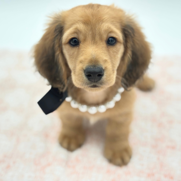 [#26598-02]  - Red / Brown F Dachshund Puppies for Sale