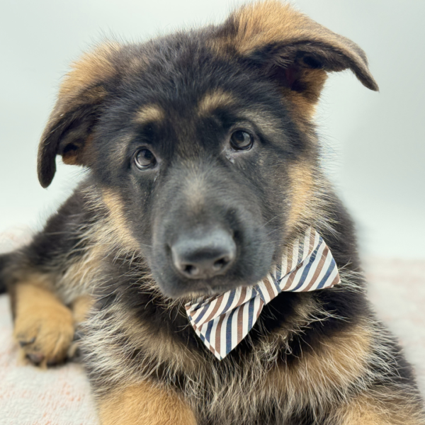 [#26585-05]  - Black / Red M German Shepherd Dog Puppies for Sale