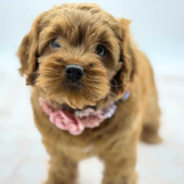 [#26674-05]  - Red F Cock A Poo Puppies for Sale