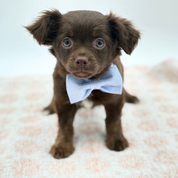 [#26312-03]  - Chocolate / Tan M Chihuahua Puppies for Sale
