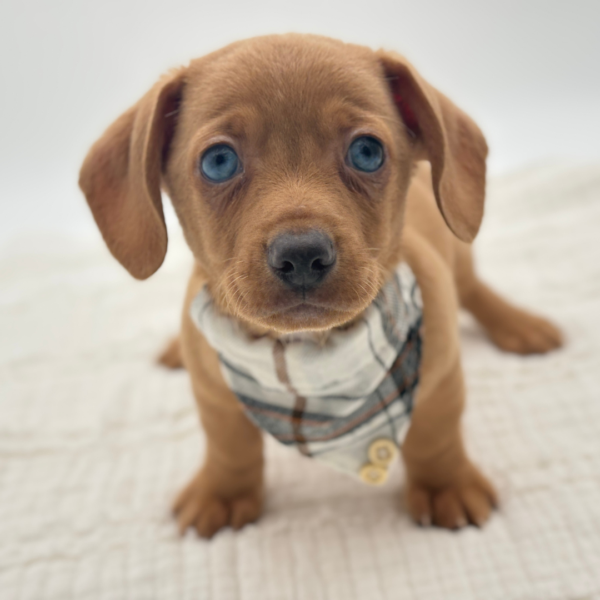 [#26389-04]  - Tan M Chiweenie Puppies for Sale
