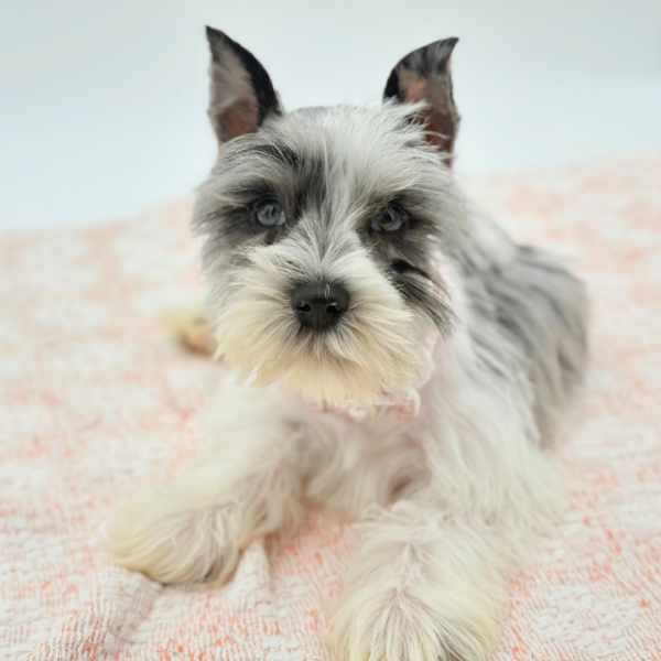 [#26534-06]  - Blue Merle / White F Miniature Schnauzer Puppies for Sale