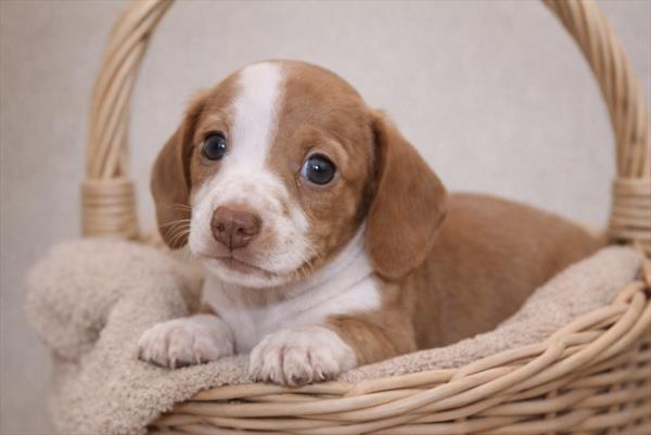 [#26392-02]  - Red F Dachshund Puppies for Sale