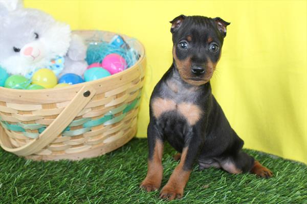 [#26406-02]  - Black / Tan M Miniature Pinscher Puppies for Sale
