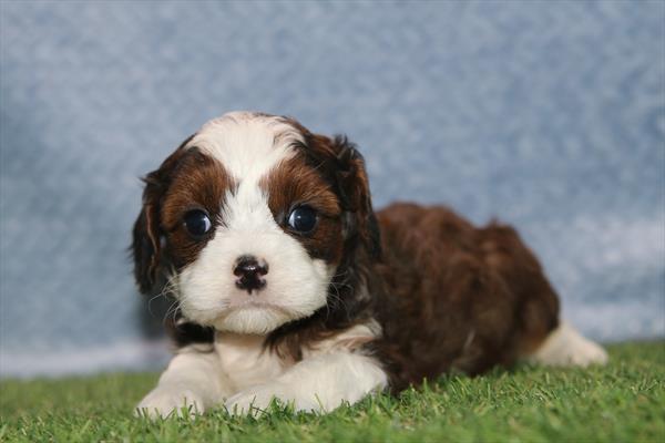 [#26462-03]  - Brown / White F Cavapoo Puppies for Sale