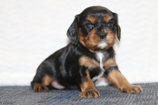[#26342-01]  - M Cavalier King Charles Spaniel Puppies for Sale