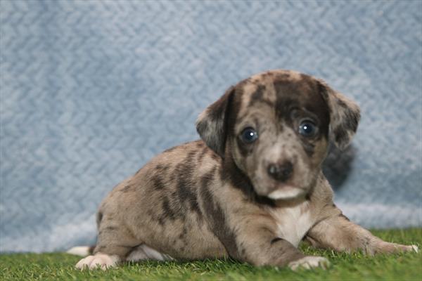 [#26443-01]  - Blue Merle M Chiweenie Puppies for Sale