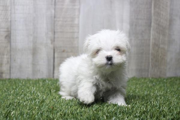 [#26443-01]  - White M Maltese Puppies for Sale